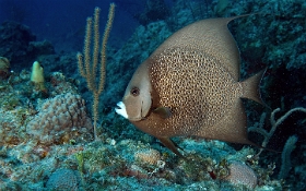 MediaEarth - Bahamas 2017 - DSC02287_rc - Gray Angelfish - Pomacanthus arcuatus